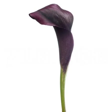 Zantedeschia odessa