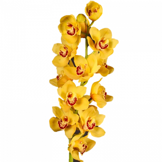 Cymbidium rijsenhout