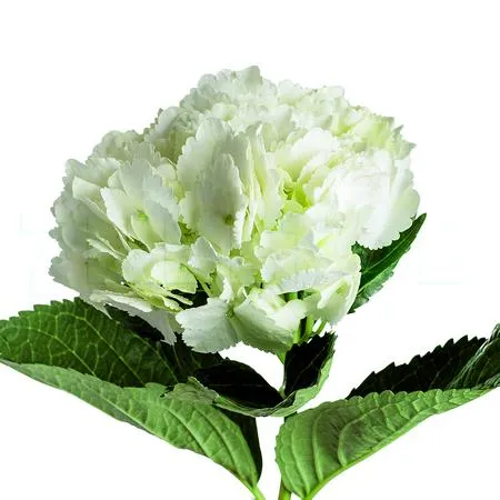 Hydrangea select white