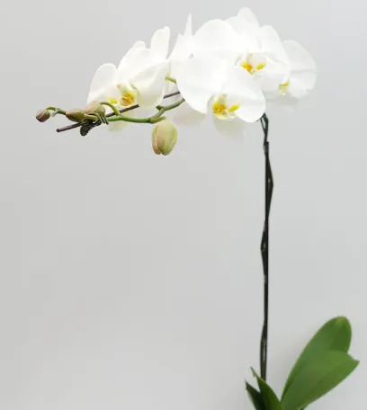 Phalaenopsis pot white