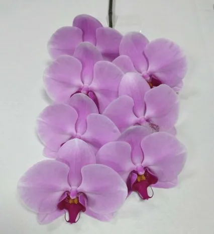 Phalaenopsis light pink