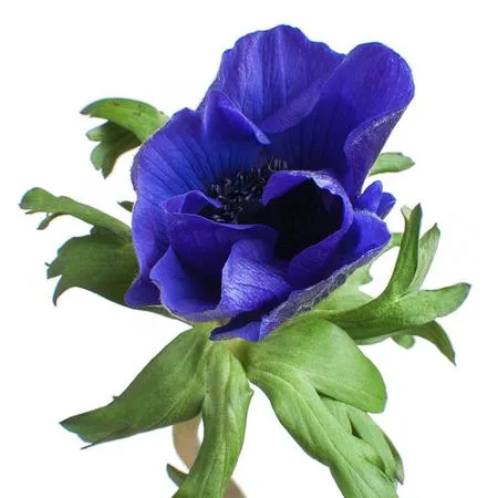 Anemone blue