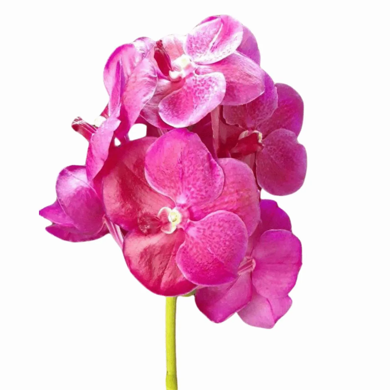 Vanda pink red