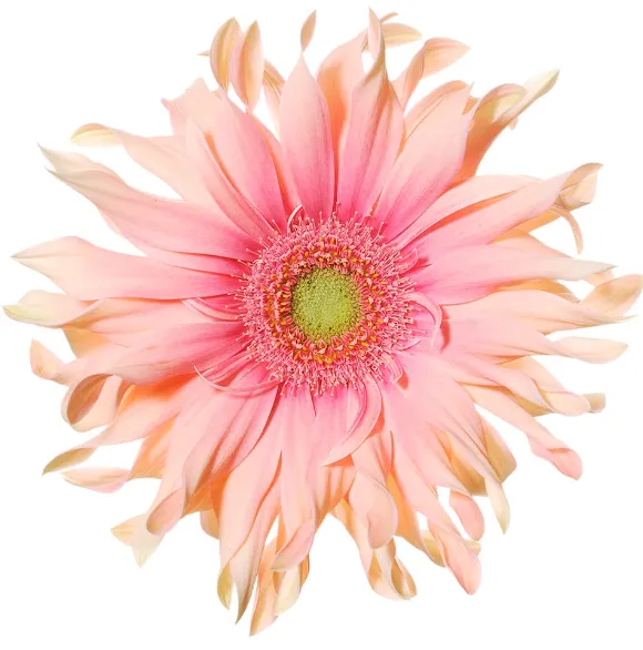 Gerbera airroll aden