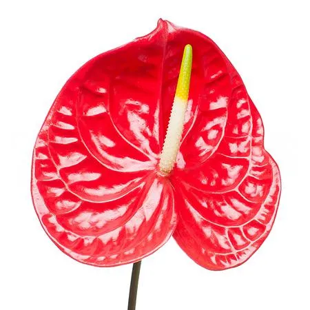 Anthurium calisto