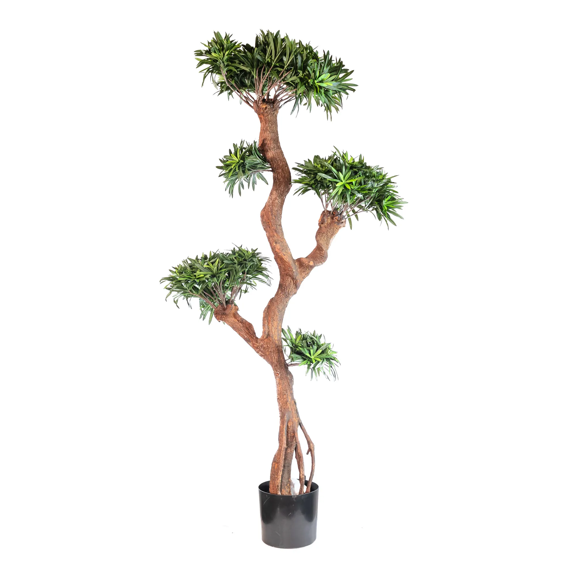 Artificial podocarpus with real trunk 4080LVS