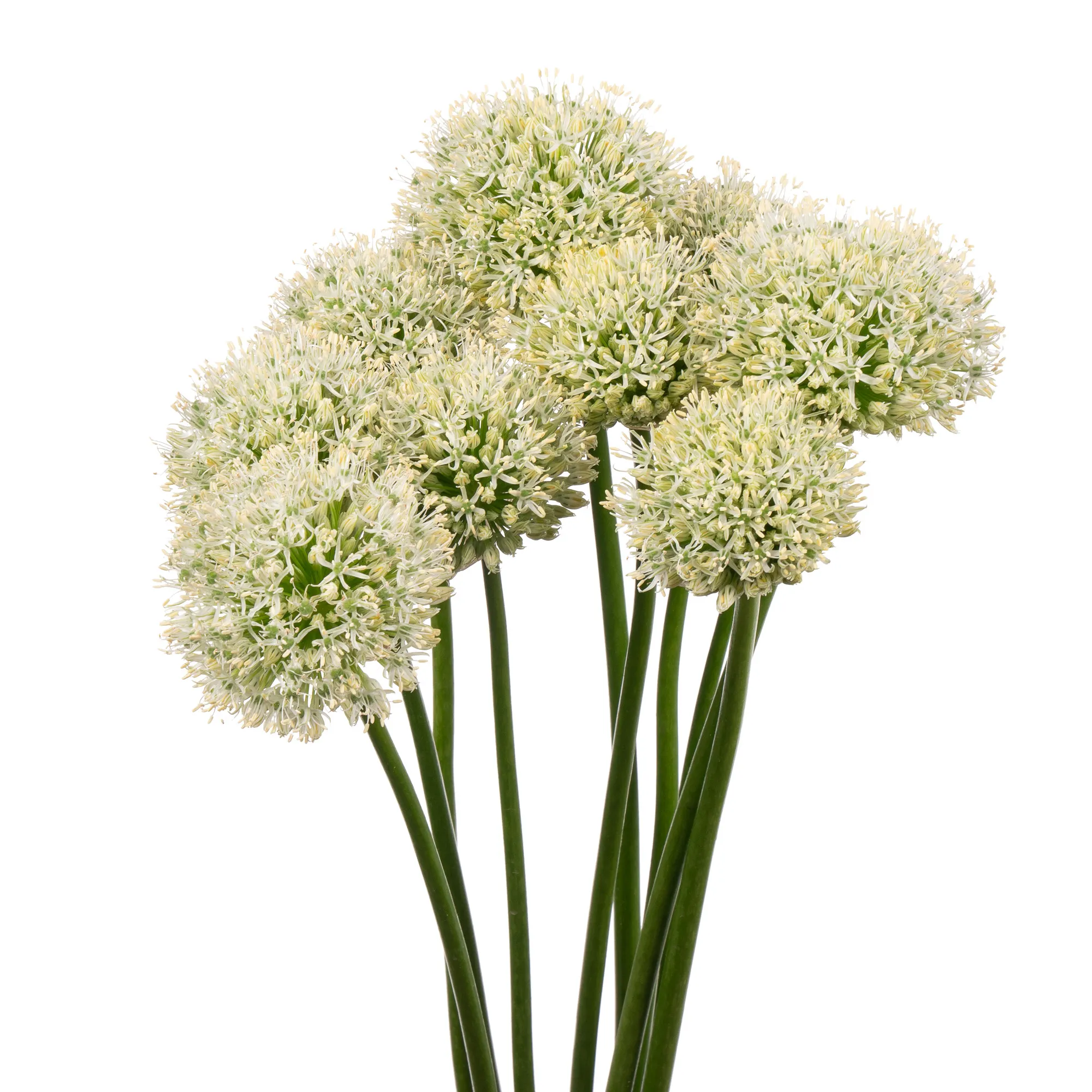 Allium mount everest