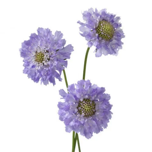 Scabiosa staefa