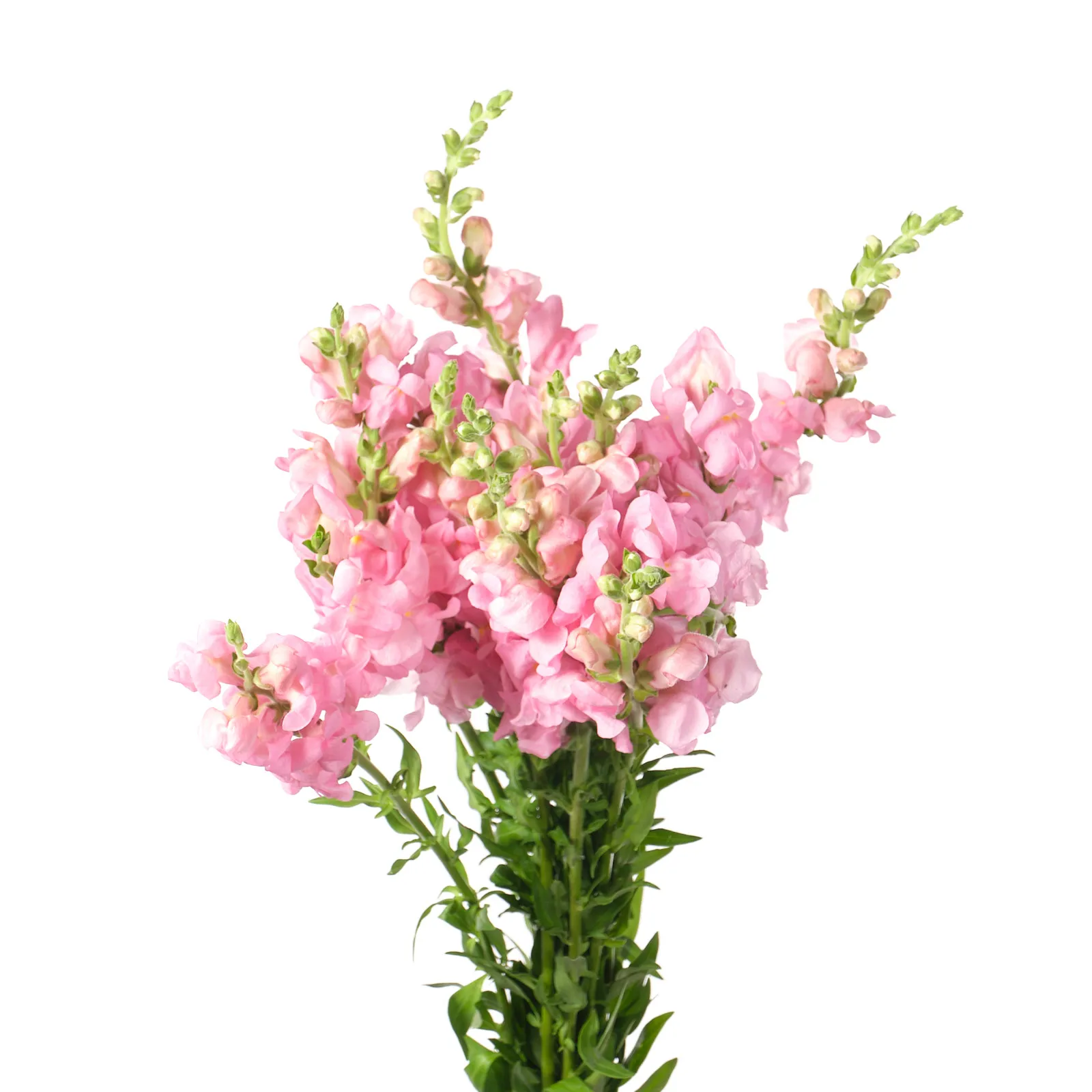 Antirrhinum licht roze