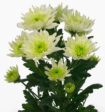 Chrysanthemum spray lime