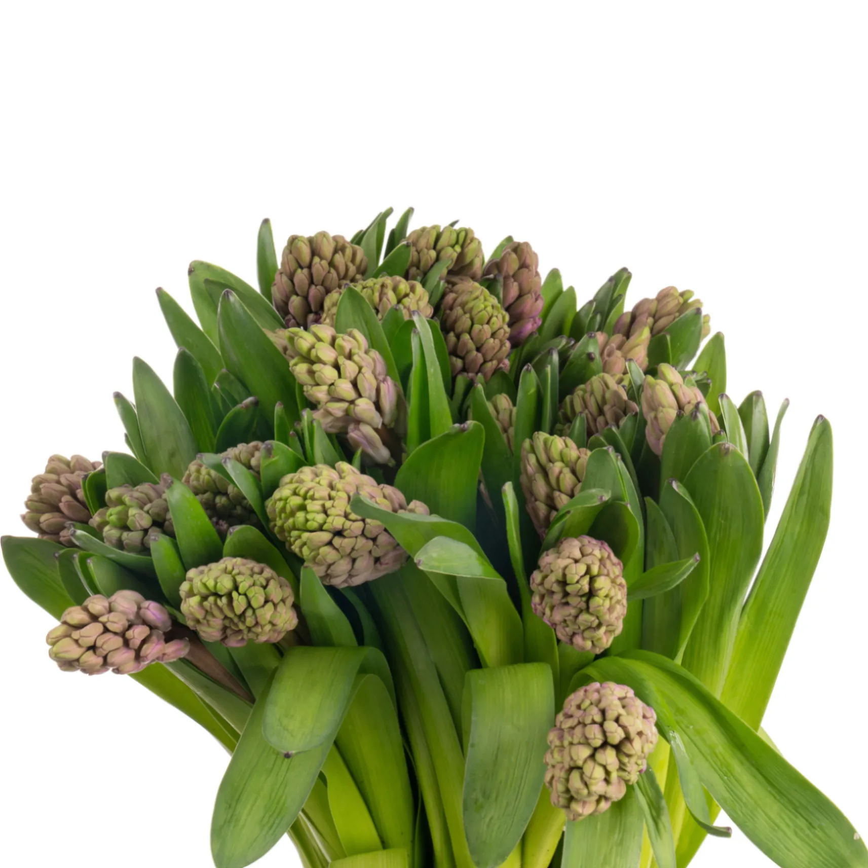 Hyacinthus anna liza