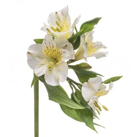 Alstroemeria white