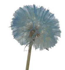 Dandelion Preserved Fantasy Blue