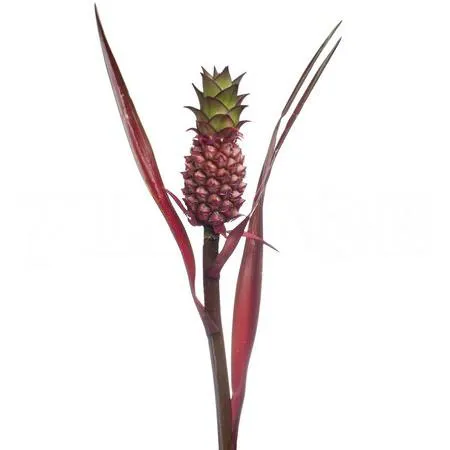 Ananas lucidus