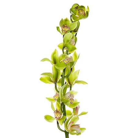 Cymbidium green