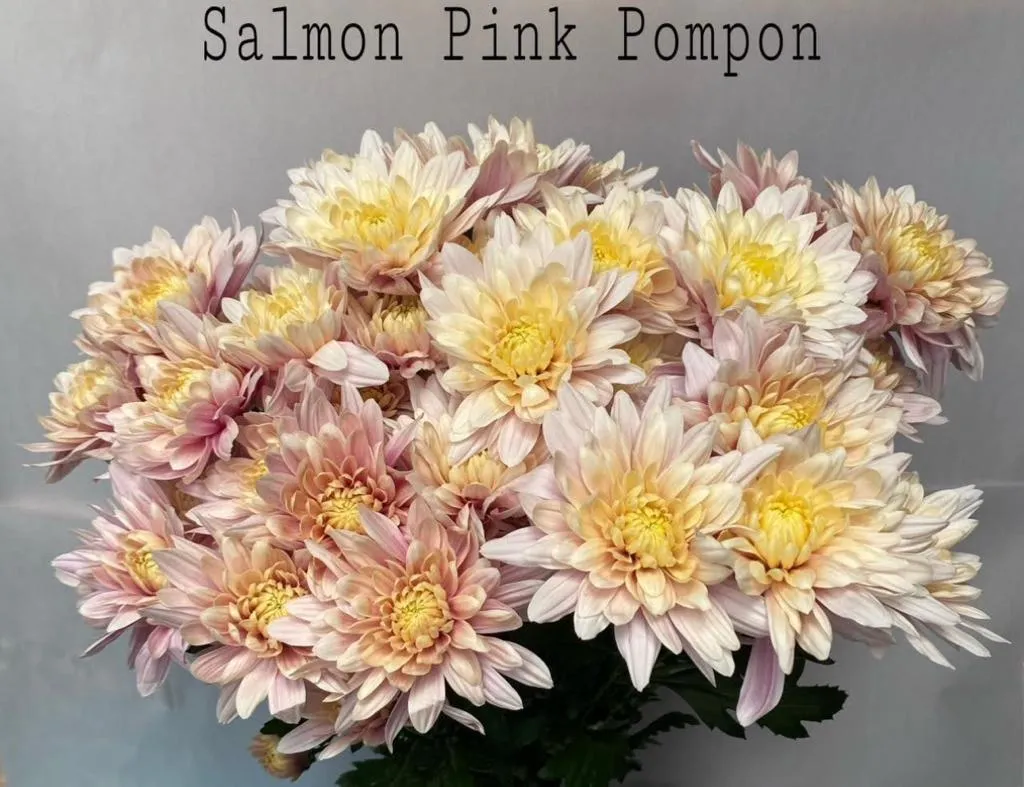 Chrysanthemum spray cremon salmon pink