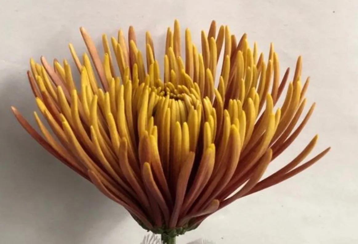 Chrysanthemum spider mum tierra