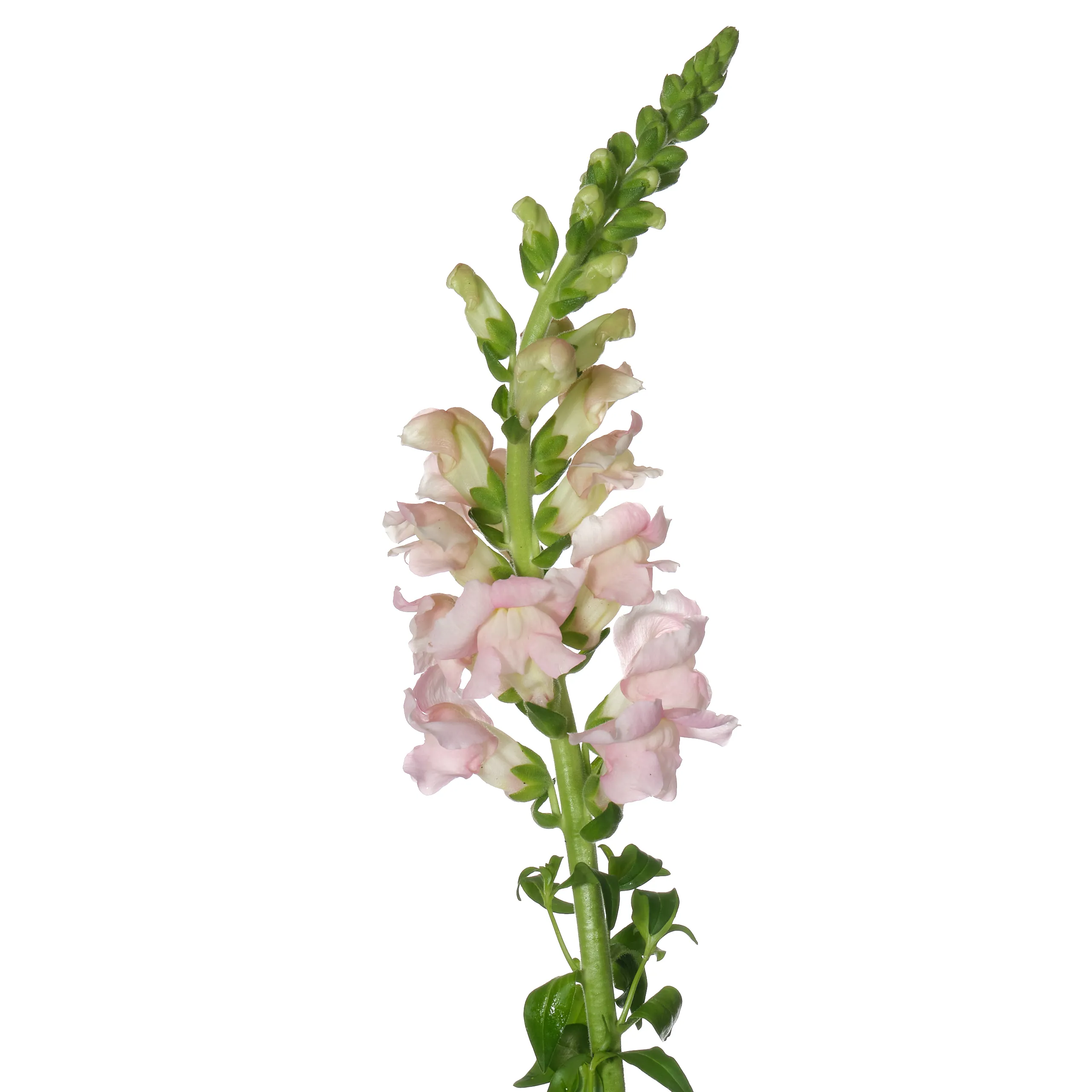 Antirrhinum costa silver