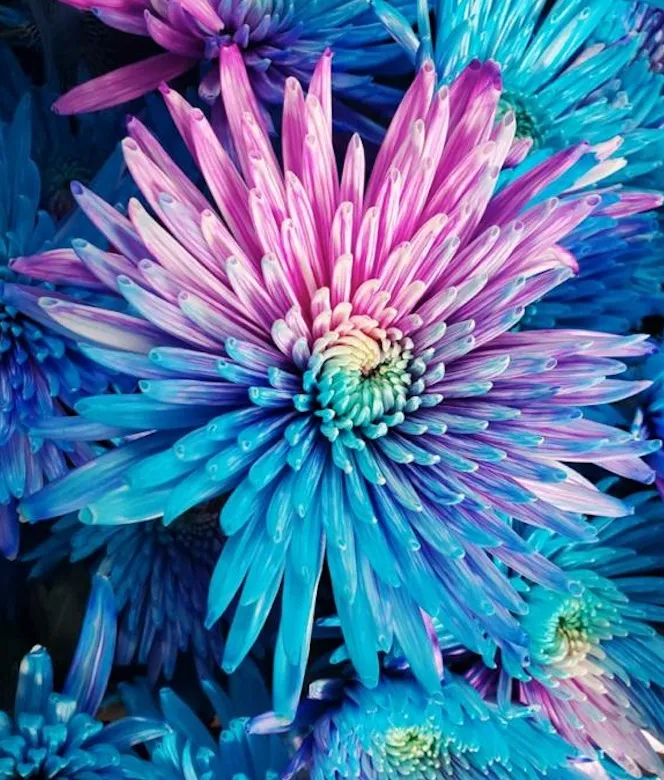 Chrysanthemum single anastasia tinted azul violeta