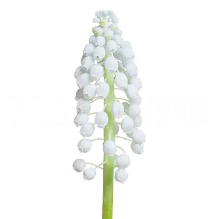 Muscari manon