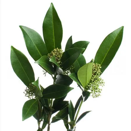 Skimmia kew green