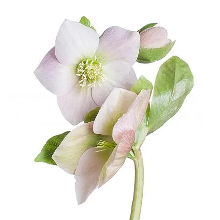 Helleborus queens light pink