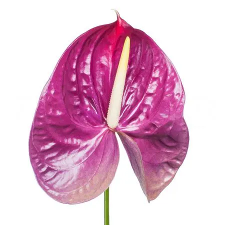 Anthurium roxette