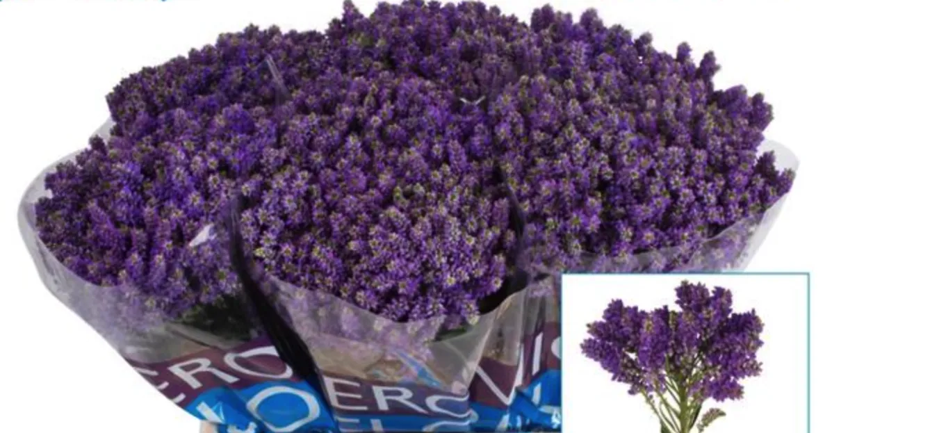 Veronica spray milka