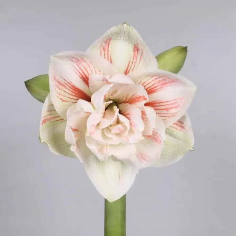 Hippeastrum double nymph