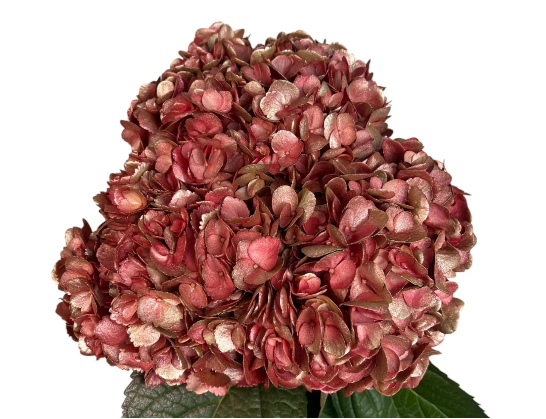 Hydrangea premium crimson royal