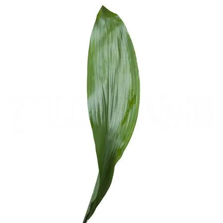 Blad Aspidistra