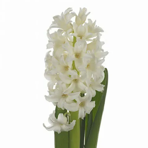 Hyacinthus top white