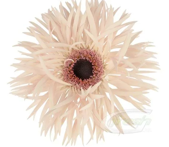 Gerbera cream springs