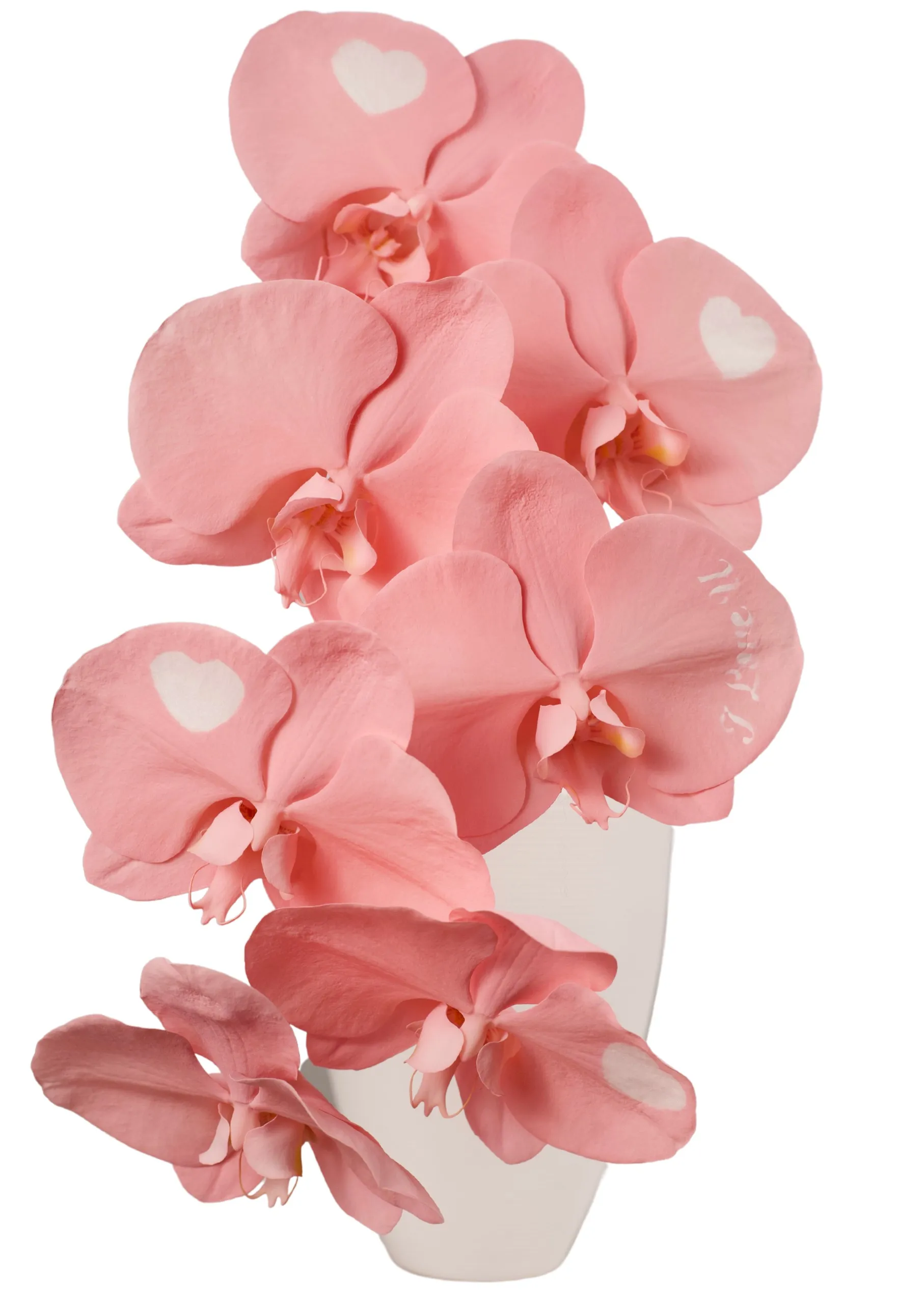 Phalaenopsis spray i love you in perfect pink