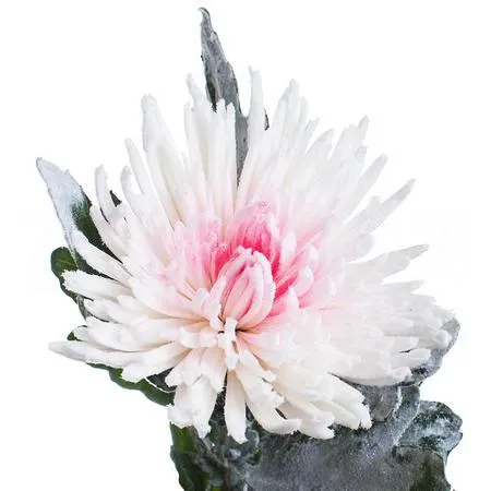 Chrysanthemum single anastasia marshmallow pink 