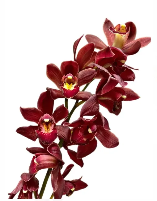 Cymbidium blessing