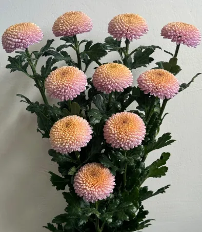 Chrysanthemum disbud ball edberg