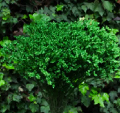 Limonium sinensis light green