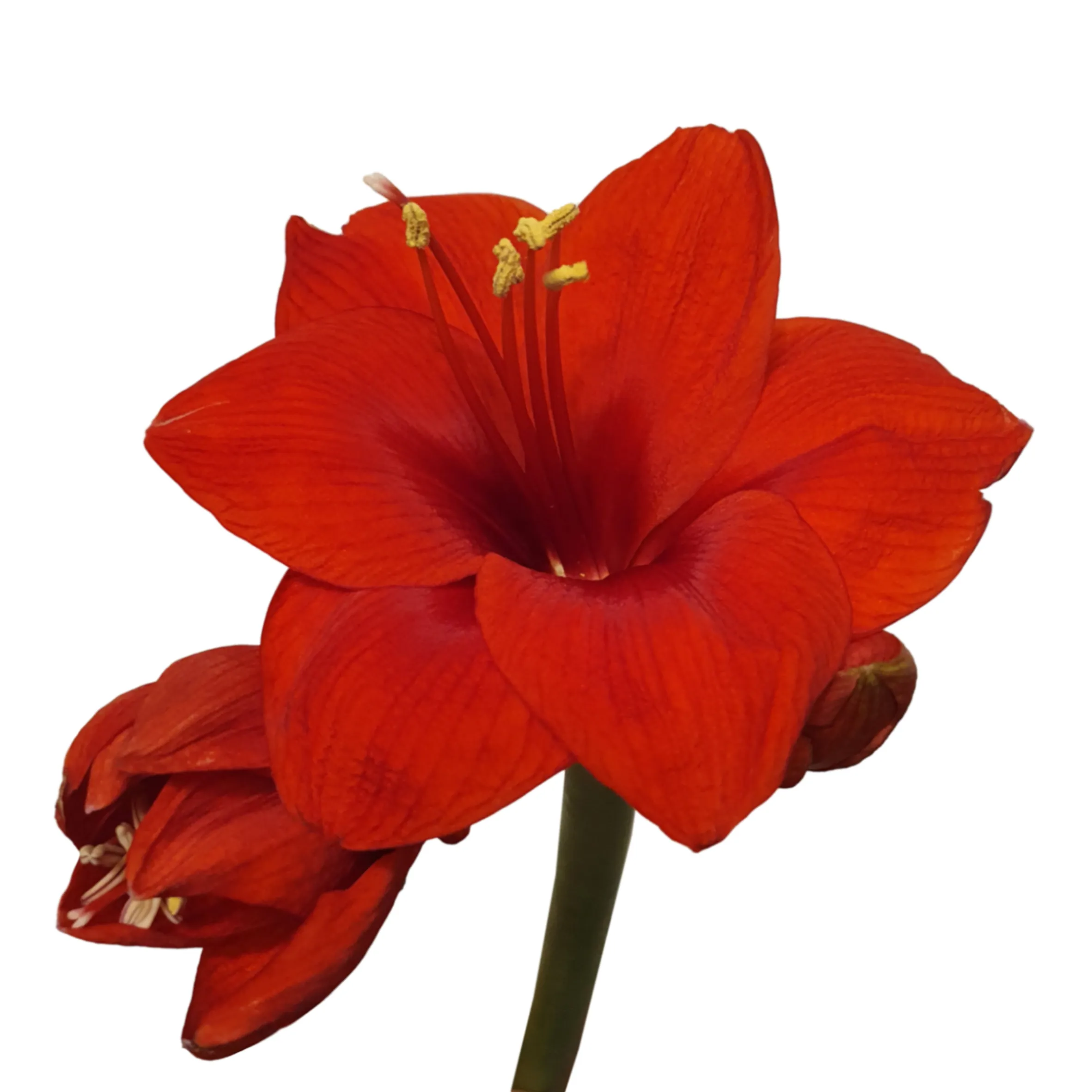 Hippeastrum red lion