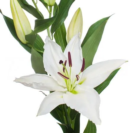 Lilium or signum