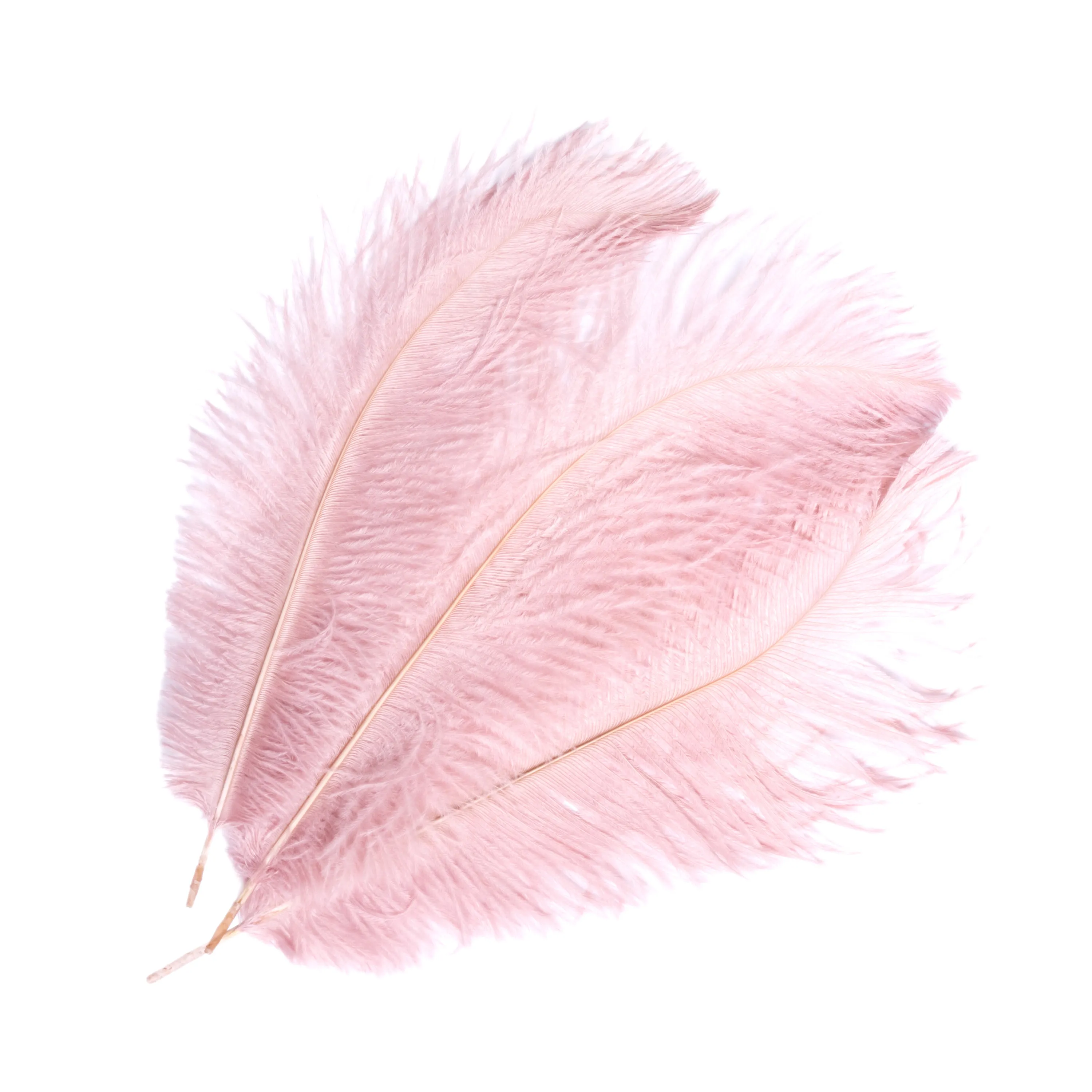 Ostrich feathers, 3pcs