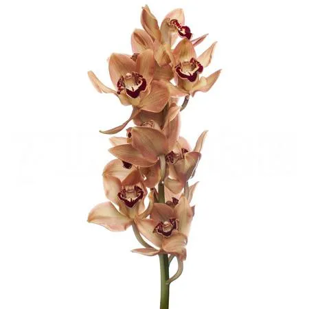 Cymbidium autumn crisp charly brown