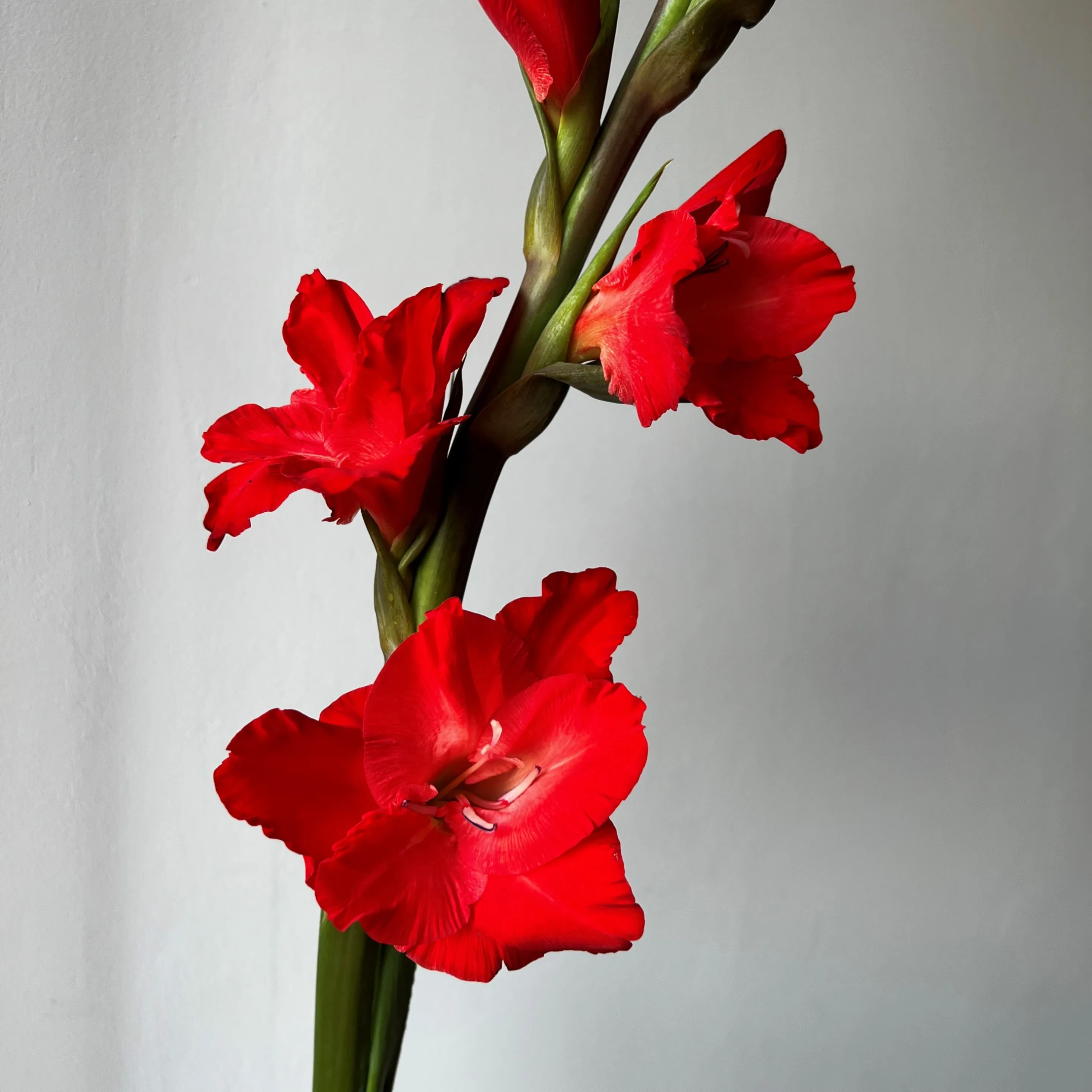 Gladiolus chinon