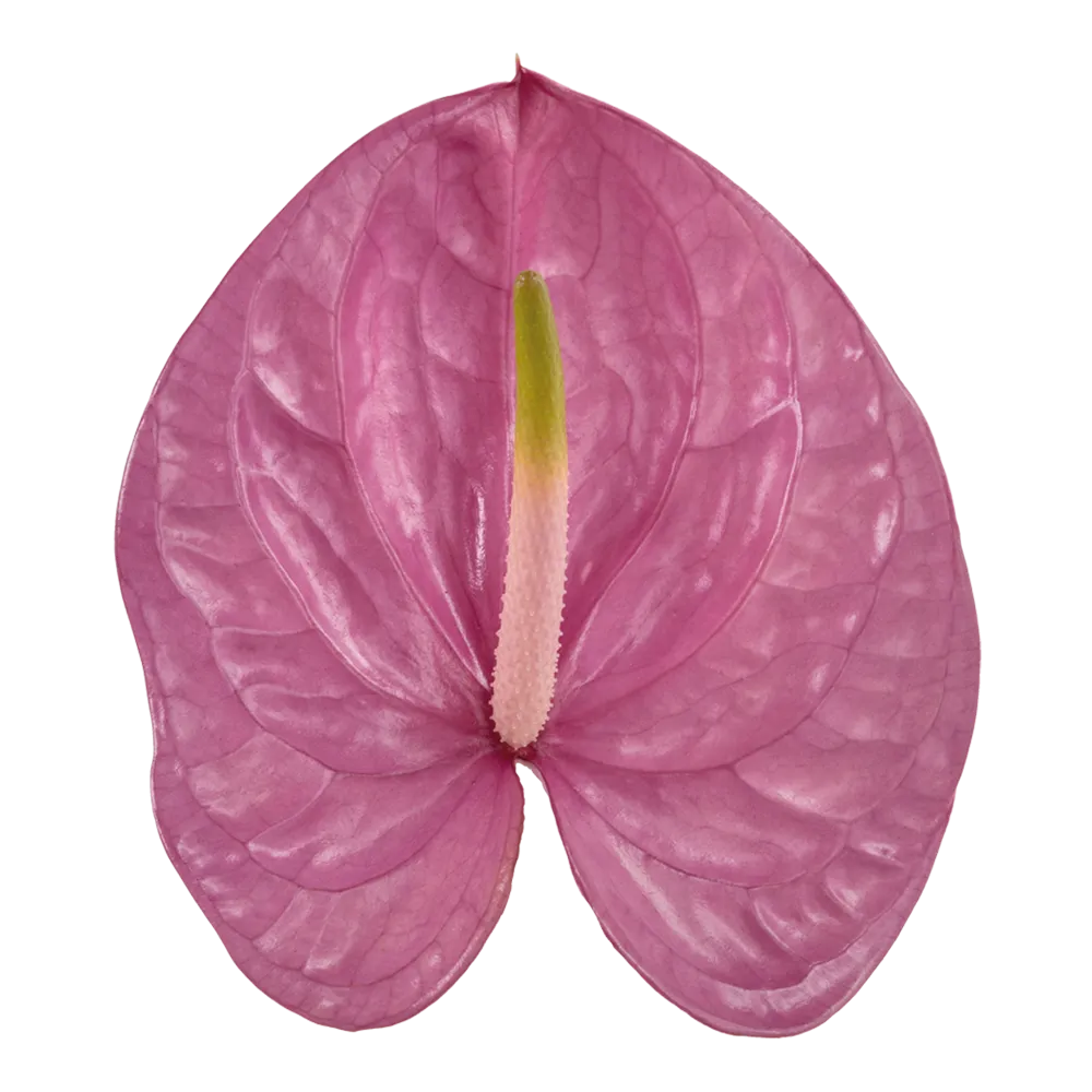 Anthurium kaleo