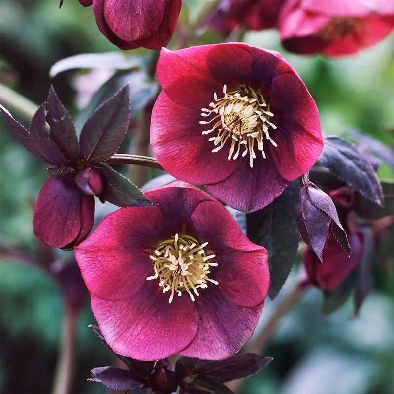 Helleborus red