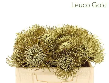 Leucospermum jelena xmas gold