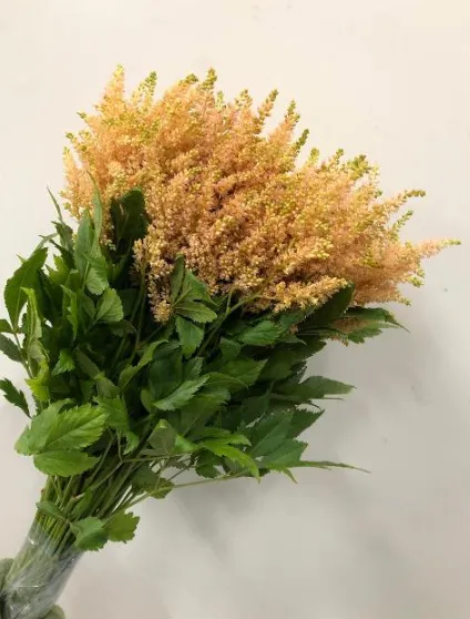 Astilbe dyed apricot