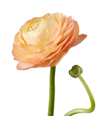 Ranunculus elegance peach