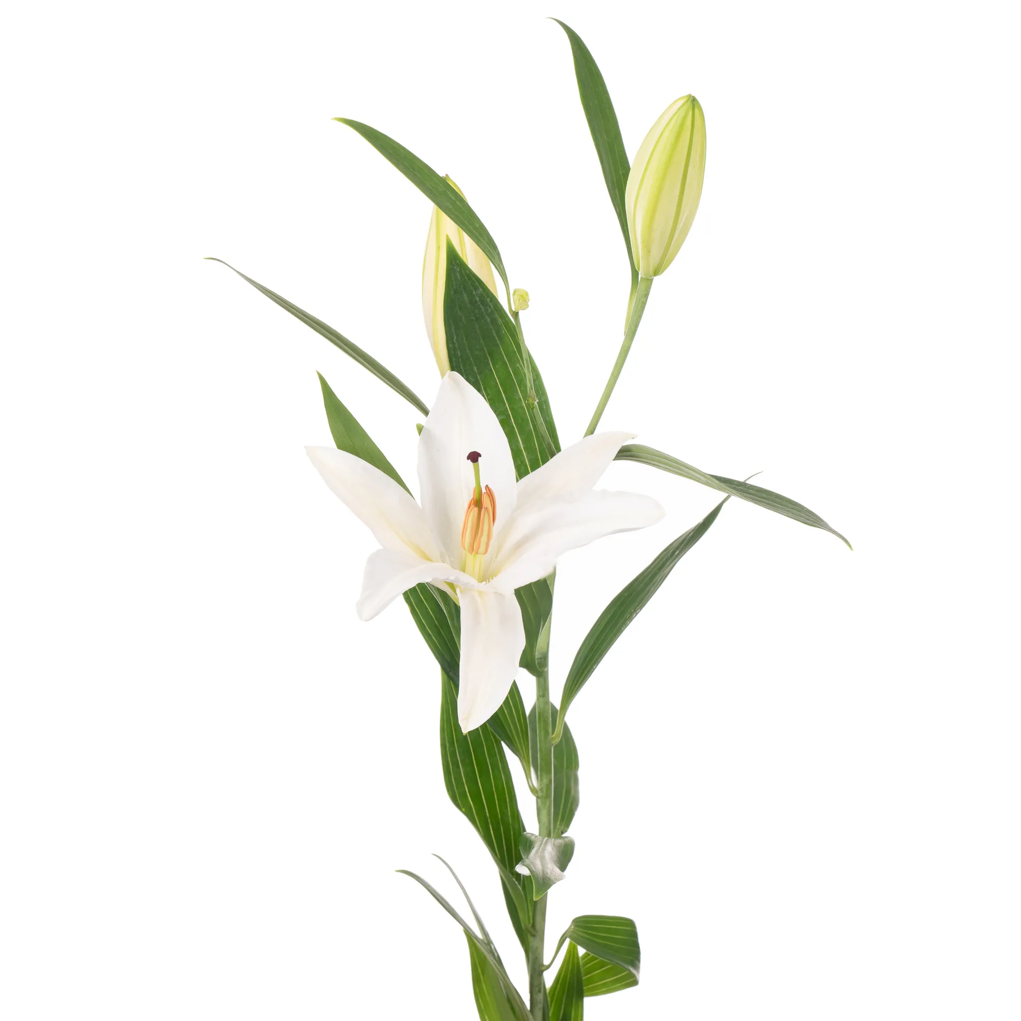 Lilium or santander