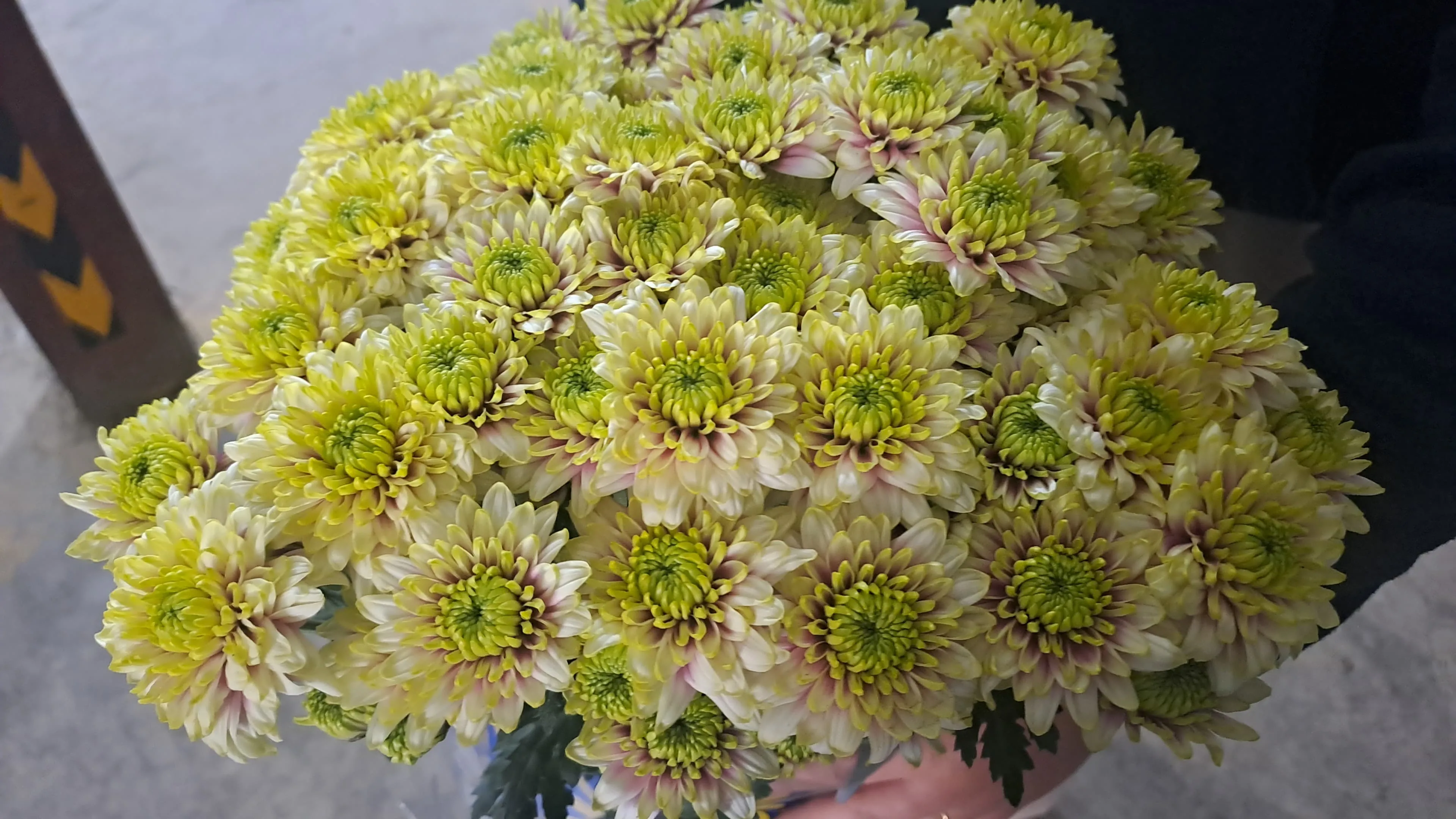 Chrysanthemum santini pasion de manzana